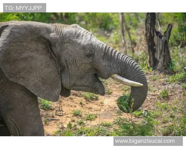 《激情四溢的水中争锋:游泳比赛中的突破与拼搏》 《激情四溢的水中争锋:游泳比赛中的突破与拼搏》